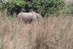 Como-dar-la-vuelta-al-mundo-rinoceronte-chitwan