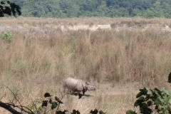 Como-dar-la-vuelta-al-mundo-rino-chitwan