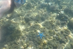 estrella2