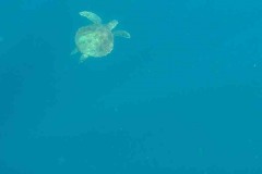 tortuga1