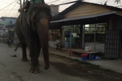 Como-dar-la-vuelta-al-mundo-chitwan-elefantes