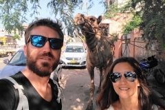 Como-dar-la-vuelta-al-mundo-camello-jaipur