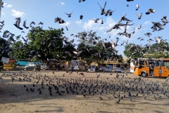 Como-dar-la-vuelta-al-mundo-pajaros-jaipur