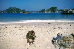 como-dar-la-vuelta-al-mundo-mono-monkey-island