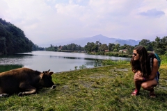 Como-dar-la-vuelta-al-mundo-vaca-en-pokhara