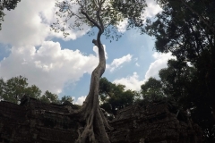 Como-dar-la-vuelta-al-mundo-arbol-tomb-raider