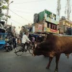 como-dar-la-vuelta-al-mundo-vacas-india